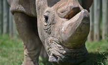 Sudan, the last male northern white rhino, dies aged 45