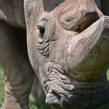 Sudan, the last male northern white rhino, dies aged 45