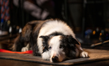 Messi, the blue-eyed border collie who stared in 'Anatomy of a Fall,' laying on the ground looking sweet.