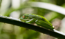 This new app is like Shazam for frogs