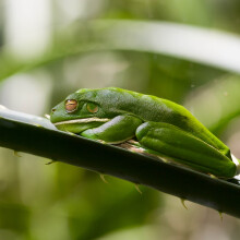 This new app is like Shazam for frogs