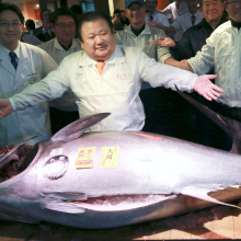 Threatened bluefin tuna fetches $632,000 at Tokyo auction