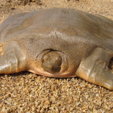 This adorable baby turtle blob is bringing hope to Southeast Asia