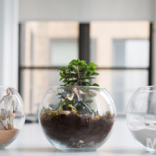 Decorate like a Jedi with 'Star Wars' terrariums