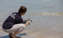 Watch with glee as sea turtles named after breakfast foods are released into the ocean