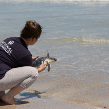 Watch with glee as sea turtles named after breakfast foods are released into the ocean