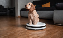 Pet friendly smart vacuum cleaner. Cute golden cocker spaniel puppy dog with while robot vacuum cleaner works close to him. smart technology concept.