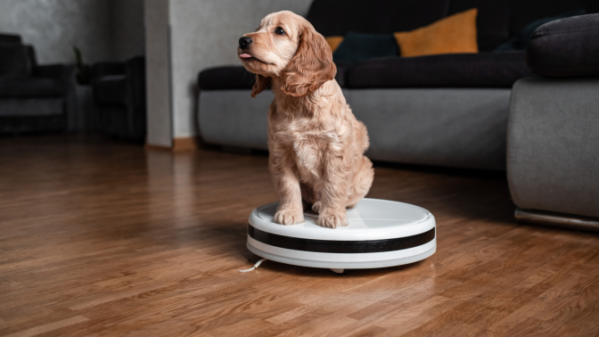 Pet friendly smart vacuum cleaner. Cute golden cocker spaniel puppy dog with while robot vacuum cleaner works close to him. smart technology concept.