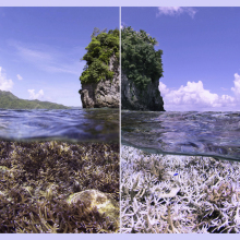 A before and after shot shows a coral reef in two stages: one is alive, one is dead and bleached.