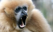 An extinct gibbon was found buried in an ancient tomb. Did humans kill them off?