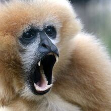 An extinct gibbon was found buried in an ancient tomb. Did humans kill them off?