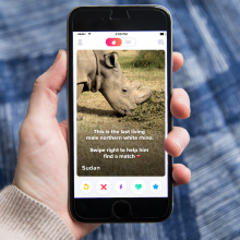 Tinder wants you to swipe right on this rhino to help save his species