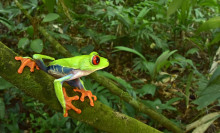 In a lost city buried by jungle, scientists found these creatures thriving