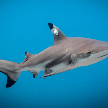 It's time to start thinking about cybersecurity for sharks. Yes, the fish.