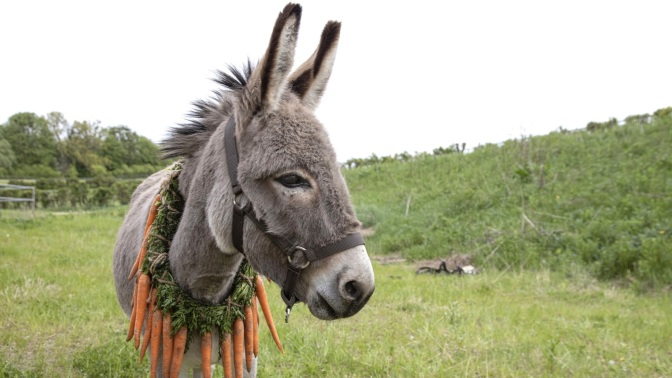 A close-up of a donkey standing on grass. 