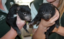 These new little Tasmanian devil joeys are as clingy as human babies