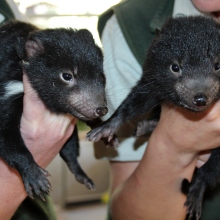 These new little Tasmanian devil joeys are as clingy as human babies