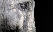 People around the world are rallying to save Japan's oldest elephant