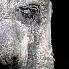People around the world are rallying to save Japan's oldest elephant