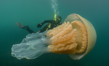 Giant jellyfish takes a swim with new diver friend, goes viral