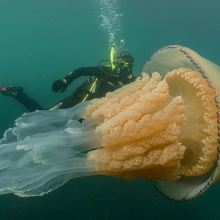Giant jellyfish takes a swim with new diver friend, goes viral