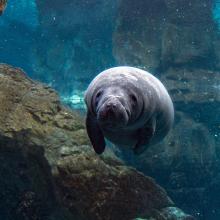 The West Indian manatee makes it out of the endangered zone