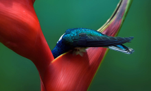 Audubon Society announces 2019 bird photography award winners