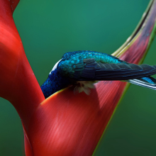 Audubon Society announces 2019 bird photography award winners