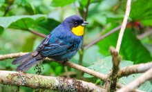 Seabirds may eat so much marine plastic because of its scent