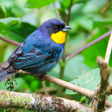 Seabirds may eat so much marine plastic because of its scent