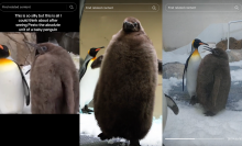 three screenshot of tiktoks of a massive baby penguin that still has it's black feathers