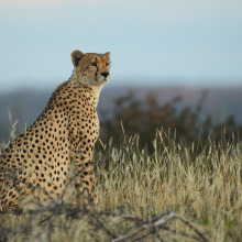 The world's fastest land animal is even more threatened than we thought