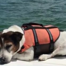 Little dog in life vest rescued three hours after going overboard