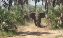 Republican senator's convoy chased away by group of elephants