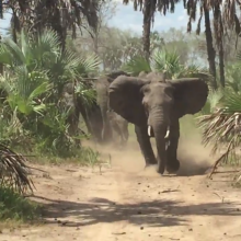 Republican senator's convoy chased away by group of elephants