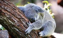 Researchers map the koala genome all in the name of saving the species