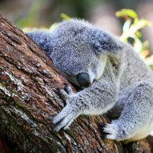 Researchers map the koala genome all in the name of saving the species