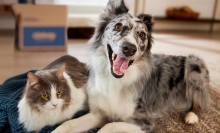 A dog and a cat sitting on a bed together