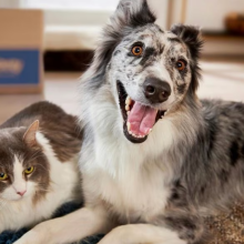 A dog and a cat sitting on a bed together