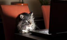 Cat-themed hackers trashed a shady VPN's database of customer records