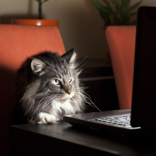 Cat-themed hackers trashed a shady VPN's database of customer records