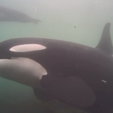 Watching orcas swimming in the wild on live cam is why we have internet