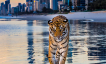 Nothing to see here, just a tiger strolling along an Australian beach