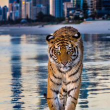 Nothing to see here, just a tiger strolling along an Australian beach