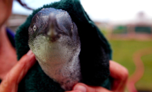 Why did the penguin cross the road? 'Cos he had a brand new underpass.