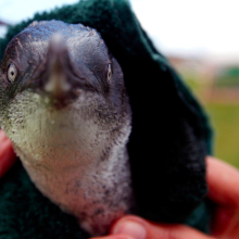 Why did the penguin cross the road? 'Cos he had a brand new underpass.