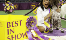 CJ, a German Shorthaired Pointer, wins Westminster's 'Best in Show'