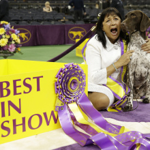CJ, a German Shorthaired Pointer, wins Westminster's 'Best in Show'