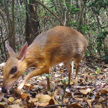 The 'mouse deer' lives