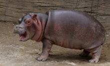 a baby hippo standing with its mouth open